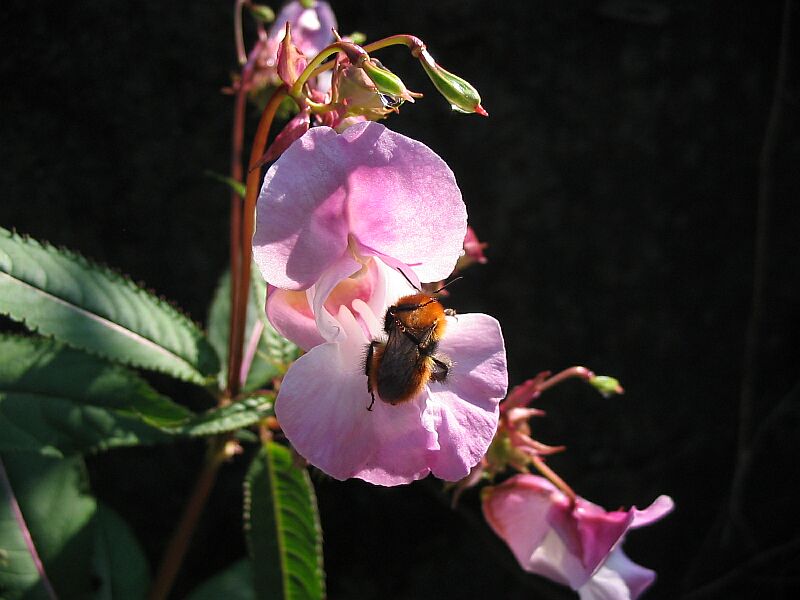 Bombus lucorum